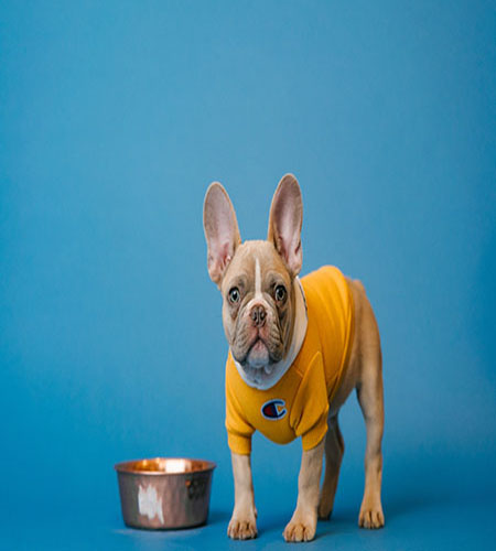 photo of happy dog